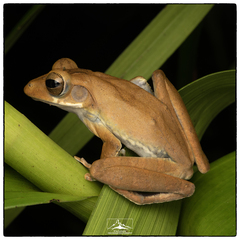 Polypedates cruciger