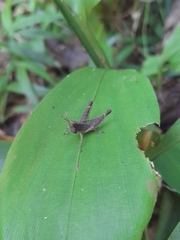 Maculiparia rotundata