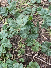 Malva sylvestris