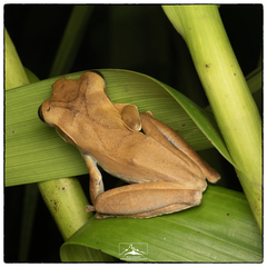 Polypedates cruciger