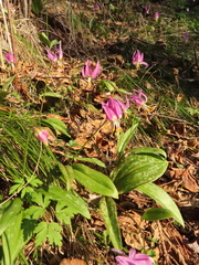 Erythronium sibiricum