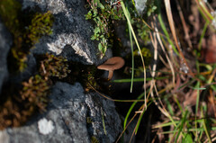 Pseudoclitocybe obbata