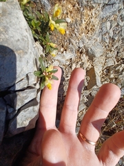 Polygaloides chamaebuxus