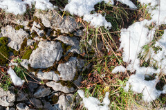 Pseudoclitocybe obbata