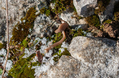 Pseudoclitocybe obbata