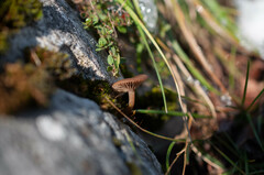 Pseudoclitocybe obbata