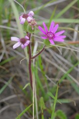 Senecio speciosus