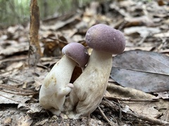 Tylopilus williamsii
