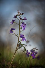 Delphinium menziesii
