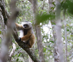 Propithecus diadema