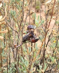 Opistophthalmus