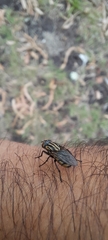 Oxysarcodexia varia