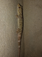 Hemidactylus depressus