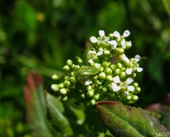 Closterotomus norwegicus