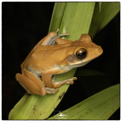 Polypedates cruciger