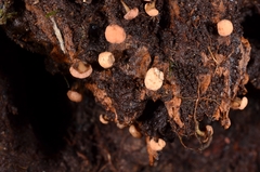 Hymenoscyphus javanicus