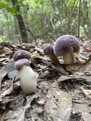 Tylopilus williamsii