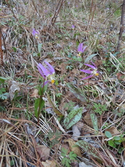 Erythronium sibiricum
