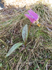 Erythronium sibiricum
