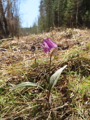 Erythronium sibiricum