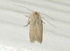 Holcocera chalcofrontella