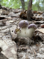 Tylopilus williamsii