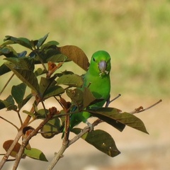 Forpus xanthopterygius