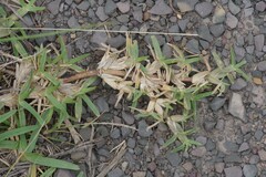 Stenotaphrum secundatum