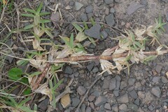 Stenotaphrum secundatum