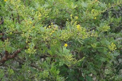 Vachellia karroo