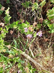 Pelargonium vitifolium