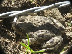 Pleurodema bufoninum