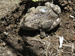 Pleurodema bufoninum