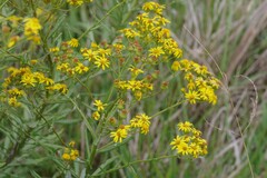 Senecio pterophorus