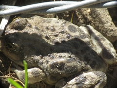 Pleurodema bufoninum