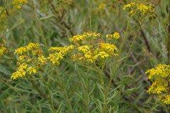 Senecio pterophorus