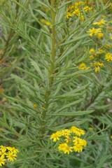 Senecio pterophorus
