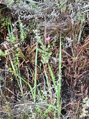 Drosera capensis