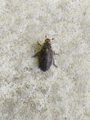 Dermestes