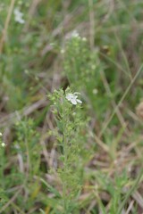 Teucrium trifidum