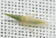 Paradorydium paradoxum