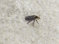 Dermestes
