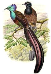 Princess Stephanie's Astrapia photo 4
