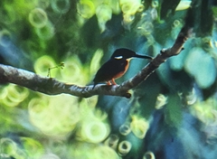 Ceyx azureus