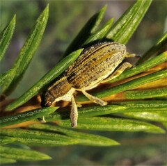 Charagmus gressorius