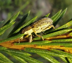 Charagmus gressorius