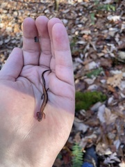 Plethodon serratus