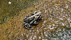 Rhinella icterica