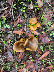 Omphalotus olivascens