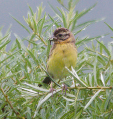 Emberiza aureola